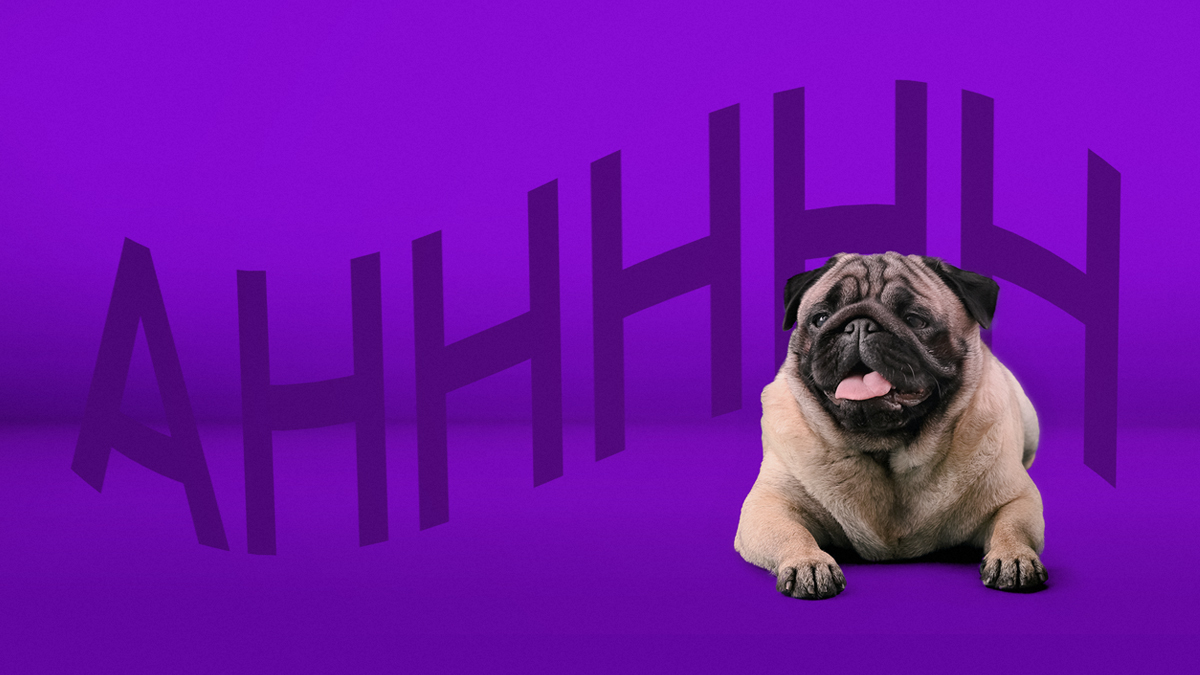 Tener el control te relaja: Nu, la app preferida de los perritos Un bulldog recostado con fondo morado y la frase