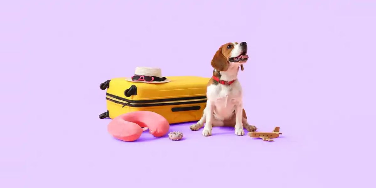 Semana de receso escolar: cómo planear tus finanzas Equipaje, almohada de avión y mascota listos para salir en la semana de receso escolar